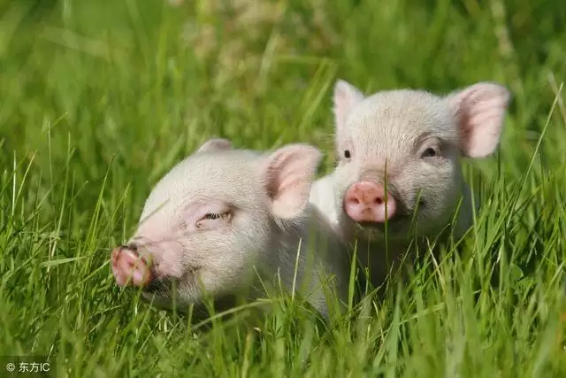 83年属猪人三大坎