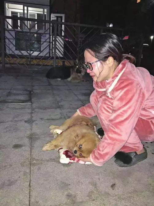 2、狗突然離世是擋災:快過年了家裡的狗突然死了 是什麼預兆