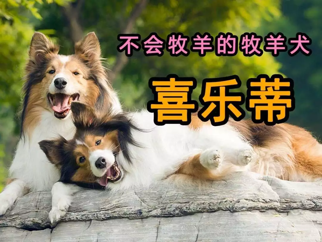 羊和狗結婚對誰不利，羊狗結婚美滿的案例