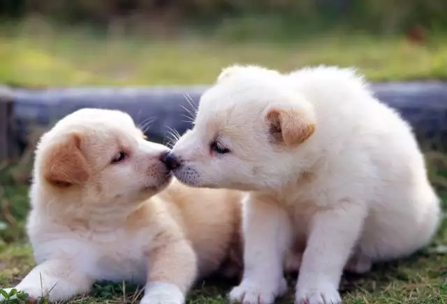 2、82年狗40岁后十年大运运程:82年的狗在年的运势怎么样？
