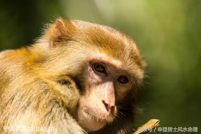 生肖鼠配對生肖猴，92年屬猴和96年屬鼠