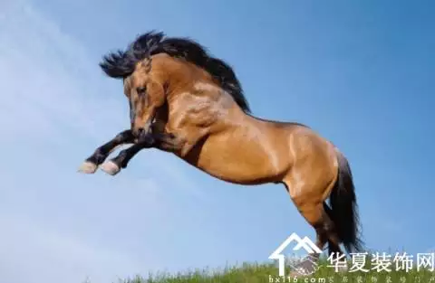 1、年男马和啥属相合财:属马人和什么属相人合财