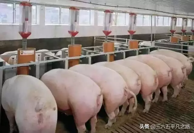 6年屬鼠幾月命不好五月初九日，1996年幾月出生的命好"