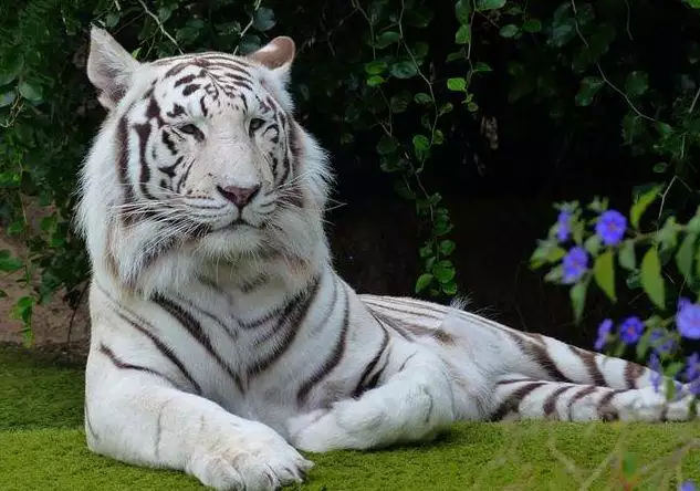 夫妻两个属虎在一起好吗，属虎人跟属虎做夫妻可以吗