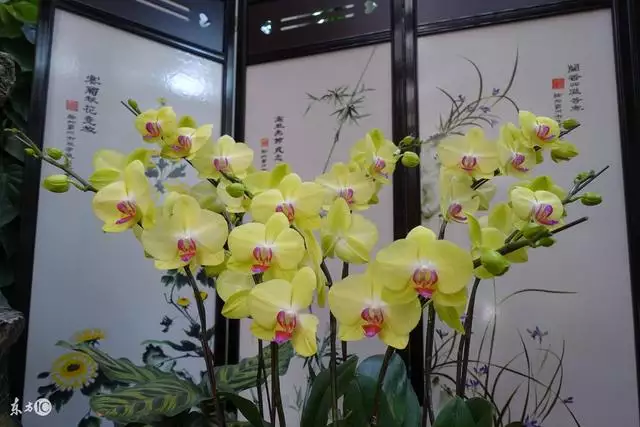 9年生肖雞命中有兩大貴人，81年屬雞40歲以後交運"