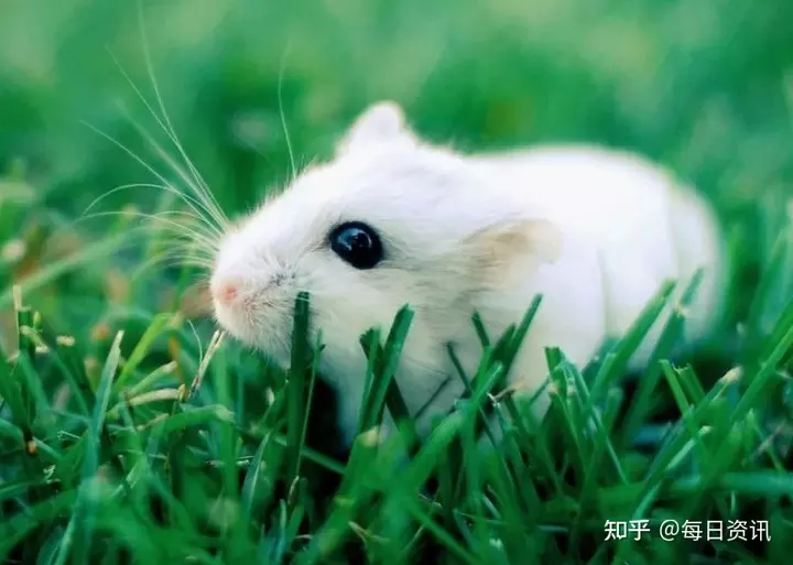 2、属鼠的人年的运势:属鼠的人年运势