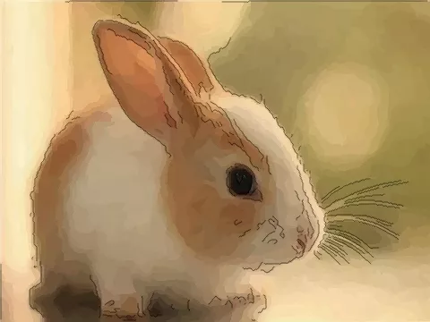 4、什麼屬相不能要兔寶寶:年兔寶寶幾月出生**