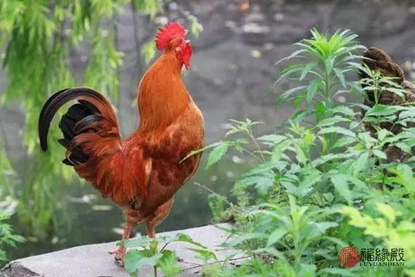屬雞女和什麼屬相最配，993年屬雞女和什麼生肖最配