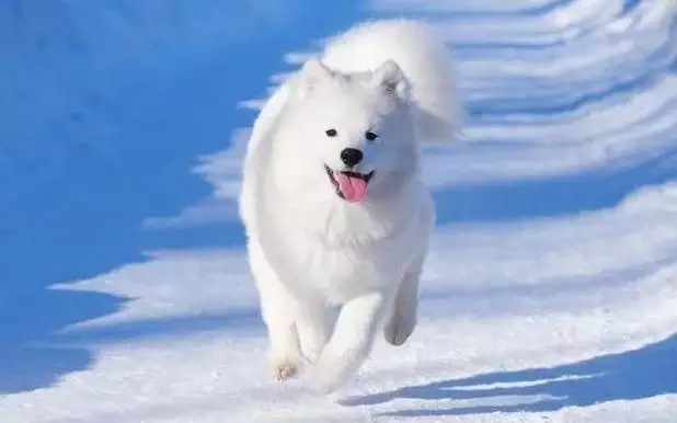 2、狗年2月出生的运势:年2月18日出生属狗的的年运势