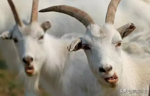 属虎的人命好吗，属虎的人命好不好