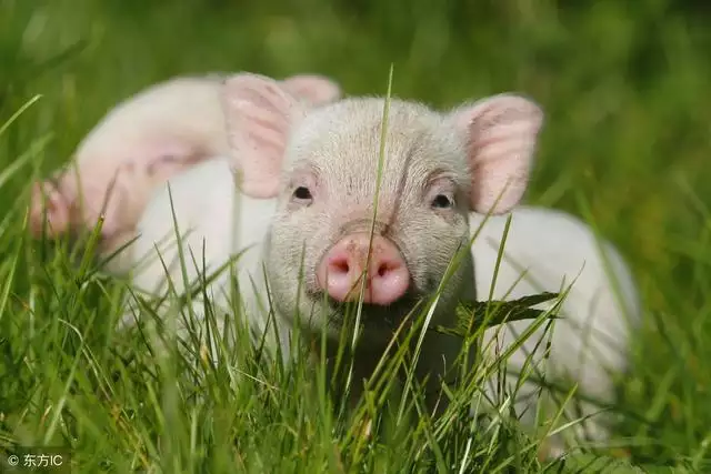 1年屬豬人今天財運如何，71年屬豬50歲有一災"