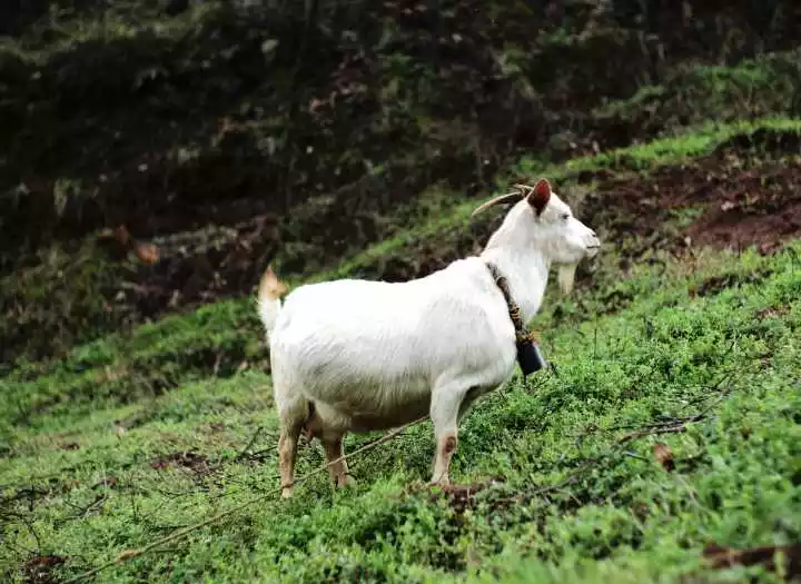 3、人能進入羊的身體嗎:羊的身體健康嗎