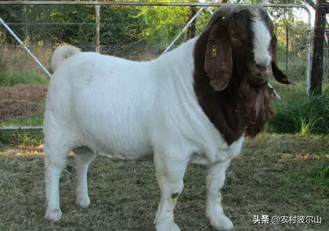 羊和羊生什麼寶寶更好，虎年出生的寶寶起名