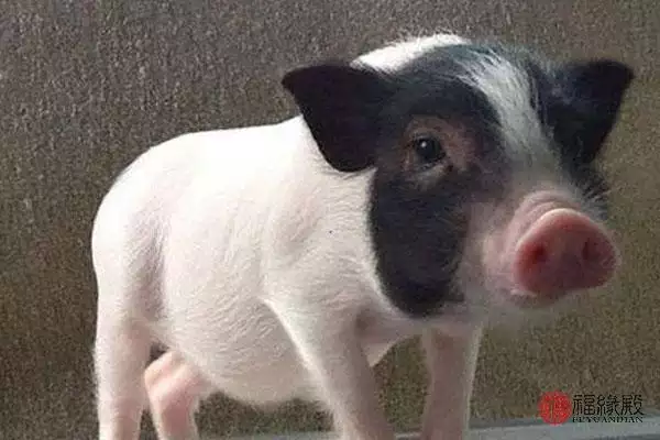 995年属猪女婚配禁忌，95猪和00龙女相配吗"