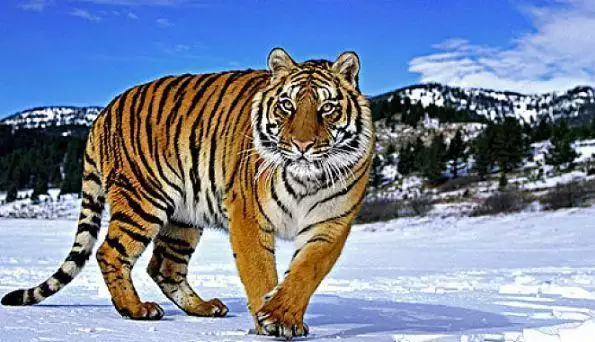 屬虎婚配哪個屬相更好，1998屬虎的姻緣方位