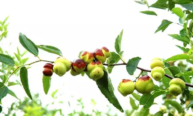 1年屬羊女桃花在什麼方位，屬羊的女人桃花旺在幾月"