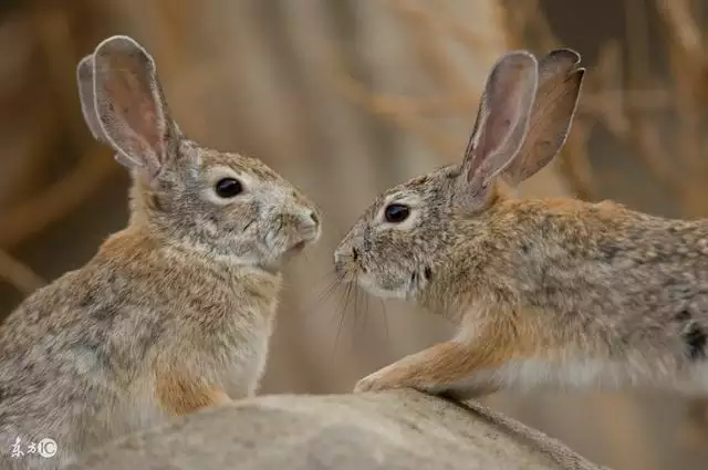 987年屬兔桃花運勢,1987屬兔2022