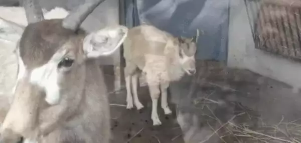 兩個屬羊的生牛寶寶好不好，屬羊生牛寶寶