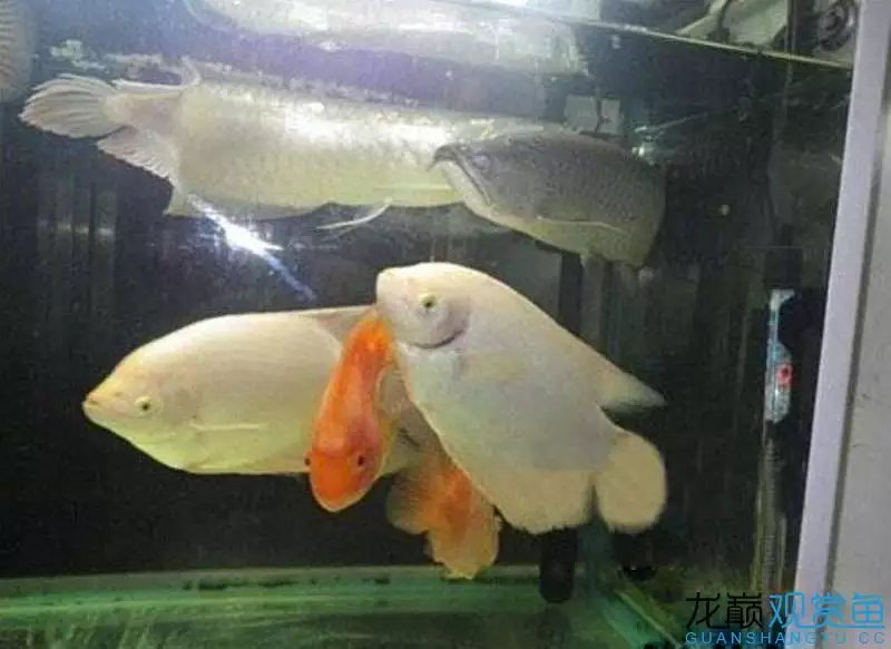 4、家裡養魚養幾條魚旺財:家裡養魚養幾條** 養魚風水講究有哪些