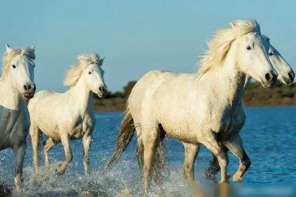 022年屬馬女有貴人出現嗎,屬馬人的貴人"