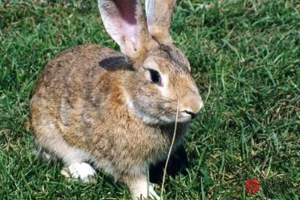 986年属虎男一生婚姻状况，1986属虎男2022