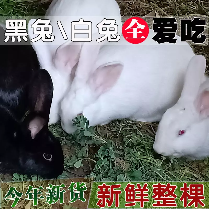 2、5一7點出生的兔吃草是什麼意思:寅時兔吃草是什麼意思