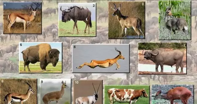 屬羊的可以生牛寶寶，父母屬猴生牛寶寶好嗎