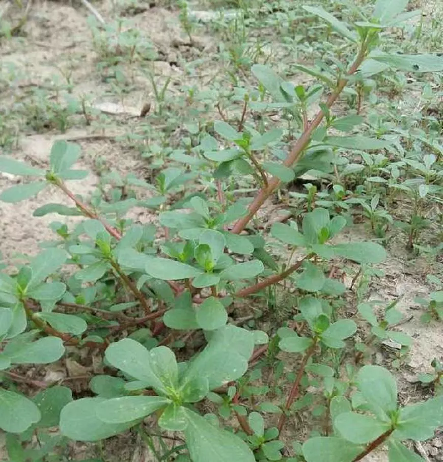 五行草的功效与作用:马齿苋的功效?