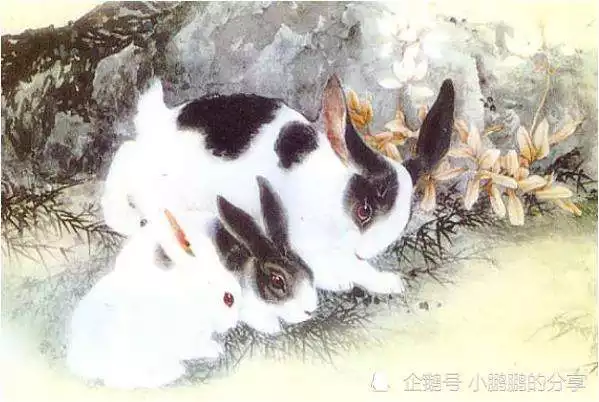 5年屬兔的今年有血光之災，2022