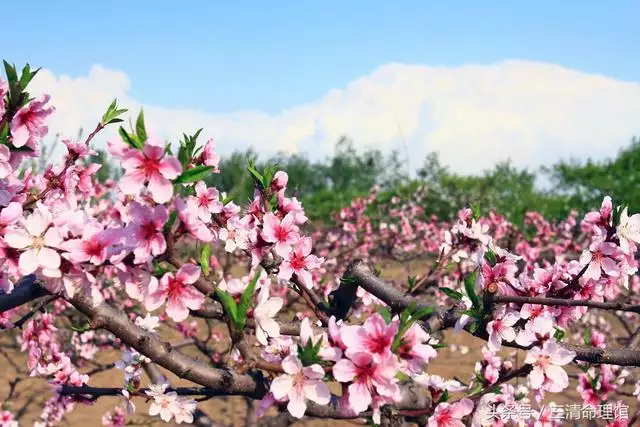 5年屬豬桃花方位,1995屬豬的姻緣方位"