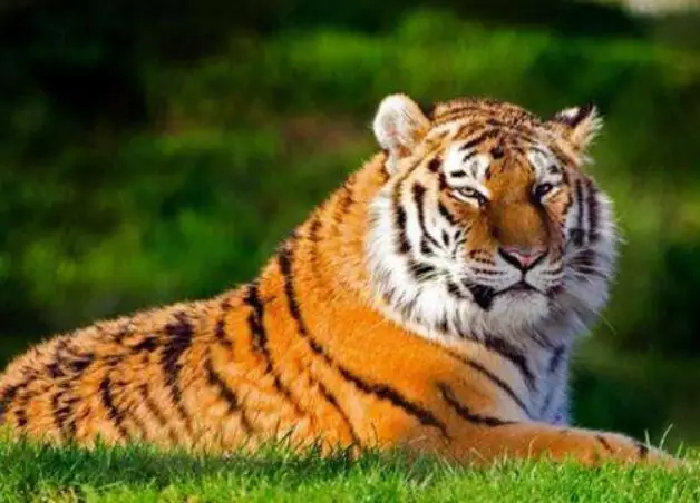 2021属虎人全年运势，虎肖2021运程每月运势