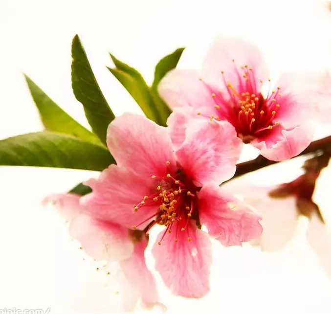 2、桃花的寓意和象徵:桃花有什麼含義？