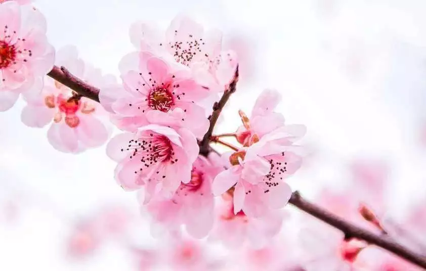 1、狗年桃花运最旺的三大属相:年桃花运最旺的生肖有谁？