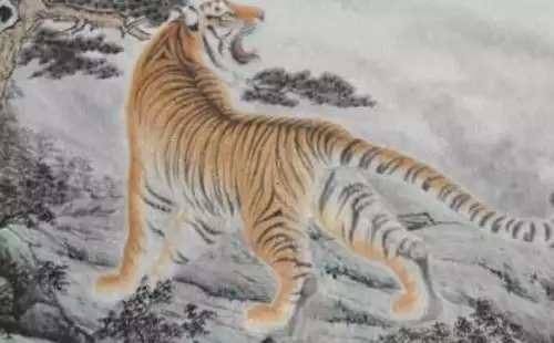 986年属虎男一生运势，1986属虎人全年运势男"