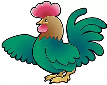 属鸡能活多少岁：年属鸡晚年如何