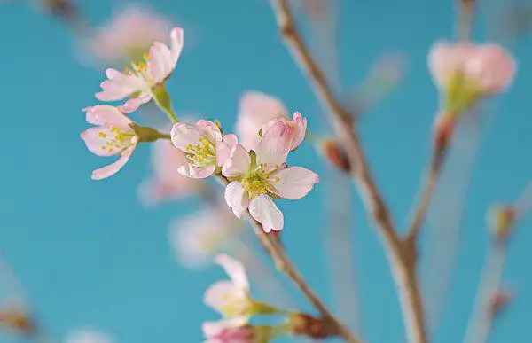 4、八字有兩朵正緣桃花:正緣桃花2朵是什麼意思