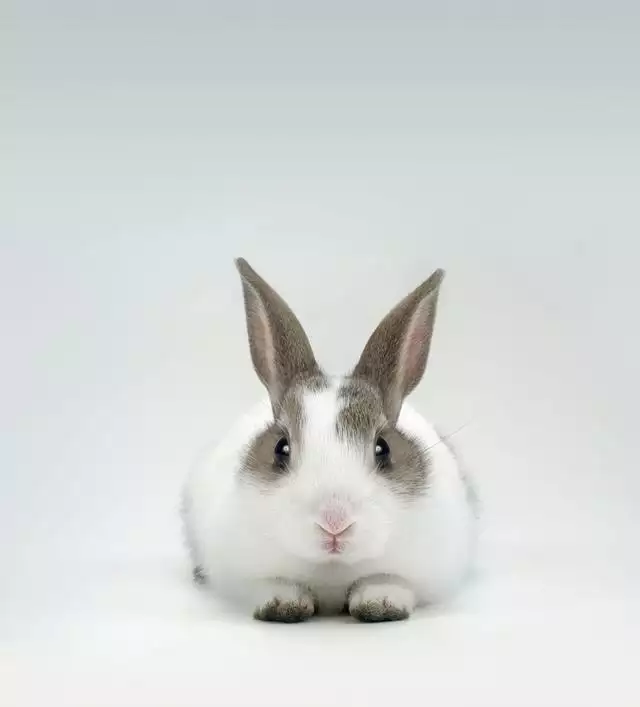 5年屬兔人2022年運程女,1975年屬兔女2022年運勢"