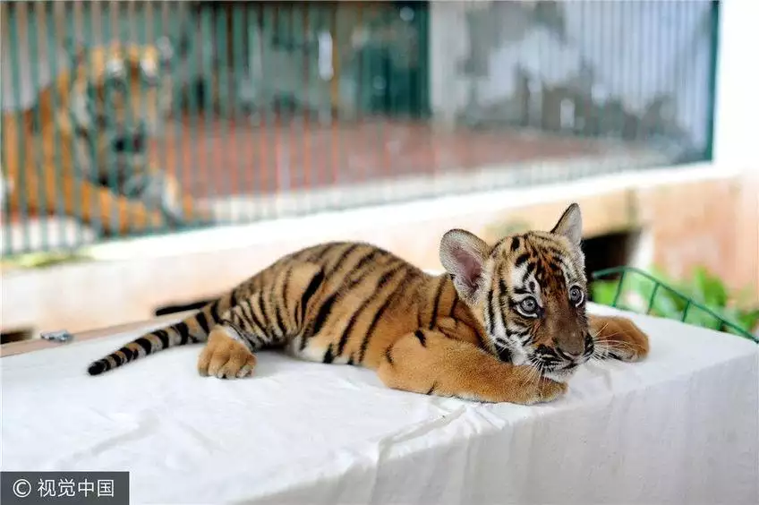 022年出生的虎宝宝,2022年虎宝宝是什么命"