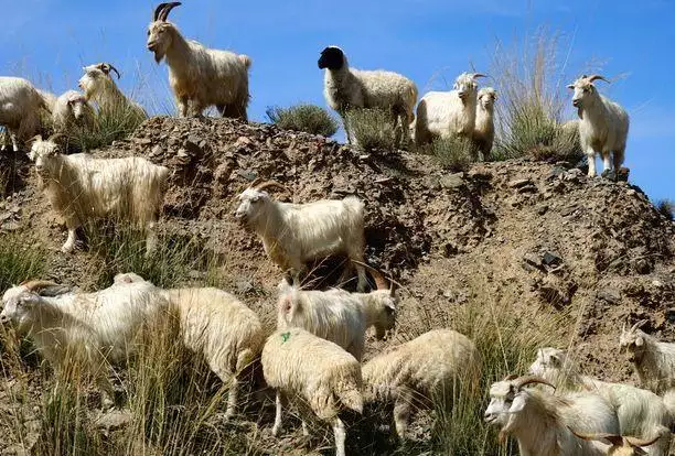 十羊九苦是什麼意思，什麼蛇是苦命蛇