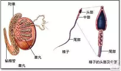 2、三種男人容易生男孩:生男生女概率一樣嗎？哪幾類男性生兒子的幾率更大？