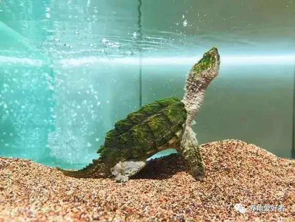 2、養龜千萬別養雙數:養龜為什麼不可以養雙?