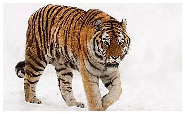 屬虎的名字忌諱什麼字,女孩子屬虎大氣的名字