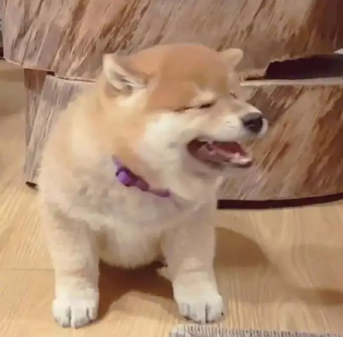 2、94狗和95猪八字合不:94狗和95猪合不合