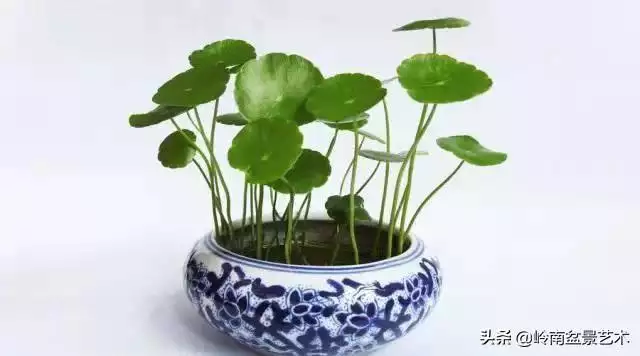983年屬豬配什麼旺財呢，1983屬豬更佳配偶"