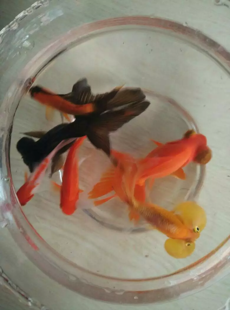 2、一般養金魚幾條吉利:養金魚幾條**