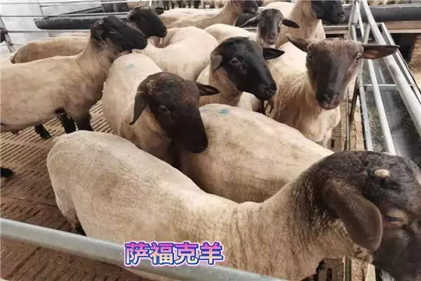 女人九月的羊好嗎，九月羊克父母