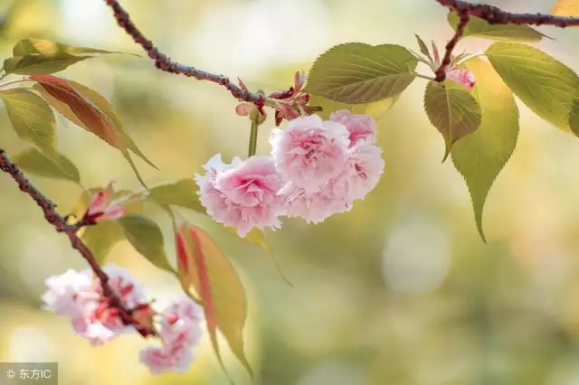 属牛几月生是一等命，三月生人为八败是什么意思