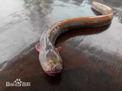 2、男生小腹长有什么属相吗:男人肚子长毛代表什么