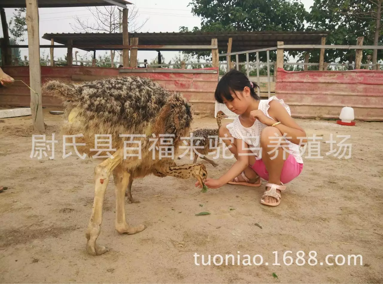 4、養蛋雞的利潤有多大，一年能回本么，我想養只蛋雞要投資多少？