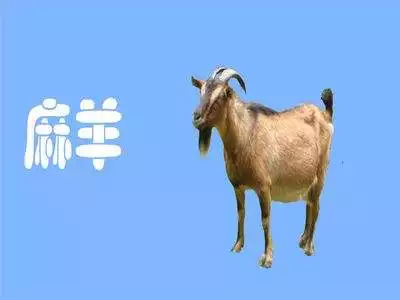 991年的羊是什麼命女，91屬羊人三大劫2022